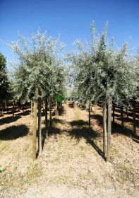 Vaismedis, kriaušė gluosnialapė "Pendula", vazonas 50 l.