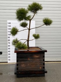 Spygliuotis, juodoji pušis "Pinus Nigra Bonsai", vazono skersmuo 95 cm