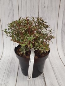 Dekoratyvinis krūmas, bereinutis japoninis "Astrid", vazonas 3 l.