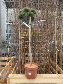 Spygliuotis, pušis dekoratyvinė "Albyns", ant stiebo, vazonėlio skersmuo 22 cm.