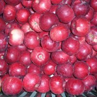Vaismedis, obelis "Alva" (Malus domestica)