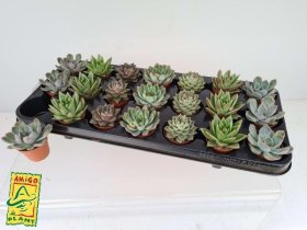 Kambarinis augalas, kalvorė (eševerija), vazonėlio skersmuo 6 cm.