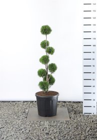 Spygliuotis, tuja vakarinė "Smaragd" (Pom Pom), aukštis 80-100 cm., vazonas 20 l.