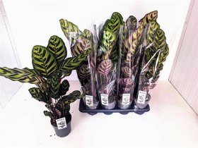 Kambarinis augalas, kalatėja "Makoyana", vazonėlio skersmuo 14 cm.