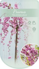 Vaismedis, trešnė "Kiku-shidare-zakura", vazonas 30 l.