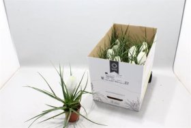 Kambarinis augalas, tilandsija "Biancini", vazono skersmuo 9 cm.