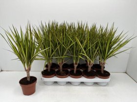 Kambarinis augalas, dracena "Marg Sunray", vazonėlio skersmuo 12 cm.