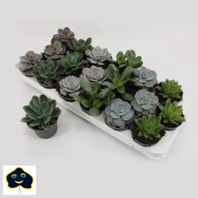 Kambarinis augalas, sukulentas, įvairūs, vazonėlio skersmuo 8 cm.