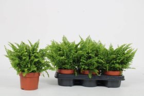 Kambarinis augalas, papartis "Ex Vitale", vazonėlio skersmuo 12 cm.