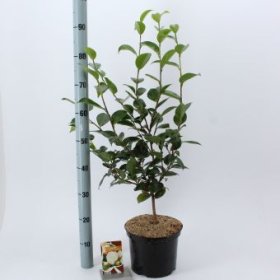 Kambarinis augalas, kamelija japoninė "Powder Puff", vazonėlio skersmuo 23 cm.