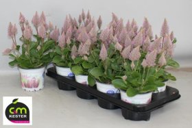 Daugiametė gėlė, pūkuotasis uodegažiedis "Joey", vazonėlio skersmuo 13 cm.