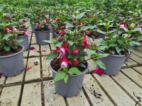 Vienmetė gėlė, fuksija (stačioji), vazonėlio skersmuo 12 cm.