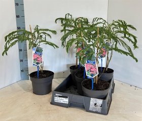 Dekoratyvinis medis, albizija "Julibrissin", vazonėlio skersmuo 19 cm.