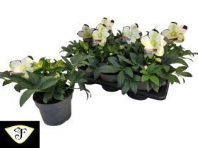 Daugiametė gėlė, eleboras "Viviana", vazonėlio skersmuo 17 cm.