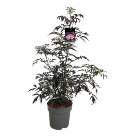 Dekoratyvinis krūmas, šeivamedis juoduogis "Black Lace", vazonas 10 l.