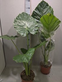 Kambarinis augalas, alokazija stambiašaknė, vazonėlio skersmuo 21 cm.