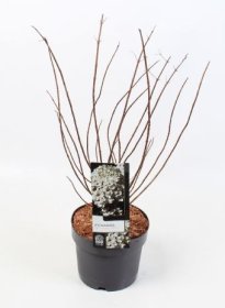 Dekoratyvinis krūmas, hortenzija šluotelinė "Bobo", vazonėlio skersmuo 19 cm.