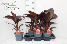 Daugiametė gėlė, kana, vazono skersmuo 17 cm.