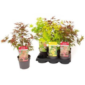 Dekoratyvinis medis, klevas japoniškas, vazonėlio skersmuo 15 cm.