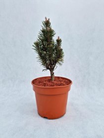 Spygliuotis, pušis juodoji "Komet", vazonas 3 l.