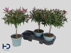 Dekoratyvinis krūmas, hebė, ant stiebo, vazonėlio skersmuo 17 cm.