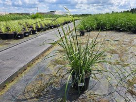 Žolinis augalas, šluotsmilgė, vazonėlio skersmuo 15 cm.