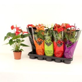 Kambarinis augalas, antūris, vazonėlio skersmuo 12 cm.