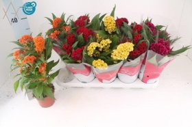 Kambarinis augalas, celiozija "Twist Gem", vazonėlio skersmuo 11 cm.