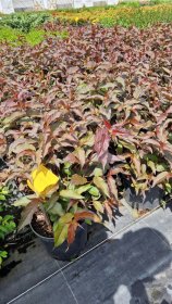 Dekoratyvinis krūmas, diervilė, vazonas 5 l.