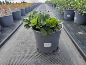 Alpinariumo augalas, valdšteinija trilapė, vazonėlio skersmuo 19 cm.