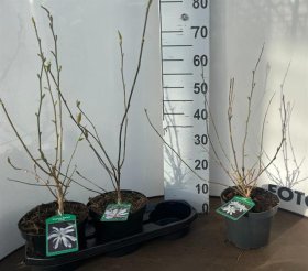 Dekoratyvinis medis, magnolija "Stellata", vazonėlio skersmuo 19 cm.