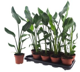 Kambarinis augalas, strelicija "Reginae", vazonėlio skersmuo 12 cm.