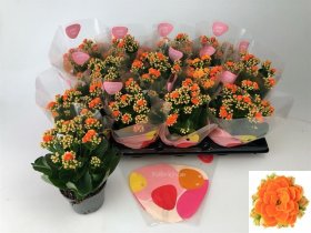 Kambarinis augalas, kalankė "Agnes", vazono skersmuo 11 cm.