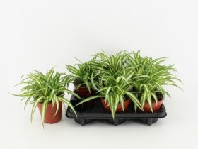 Kambarinis augalas, chlorofitas, vazono skersmuo 12 cm.