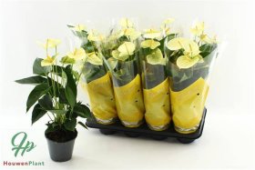 Kambarinis augalas, anturis "Vanilla", vazonėlio skersmuo 14 cm.