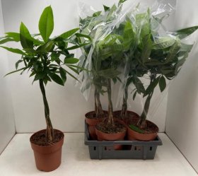 Kambarinis augalas, raivė (Pachira Aquatica), vazonėlio skersmuo 21 cm.