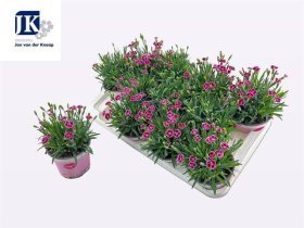 Daugiametė gėlė, gvazdikas "Pink Kisses", vazonėlio skersmuo 12 cm.