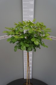 Daugiametė gėlė, rožė ant stiebo, vazonas 5 l.