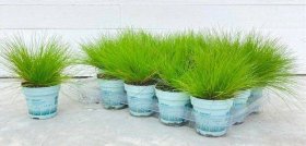 Žolinis augalas, kupstinė šluotsmilgė, vazonėlio skersmuo 11 cm.