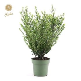 Dekoratyvinis krūmas, rinčiuotasis bugienis "Jenny", vazonėlio skersmuo 21 cm.