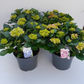 Dekoratyvinis krūmas, hortenzija plačialapė, įvairi, vazonėlio skersmuo 23 cm.