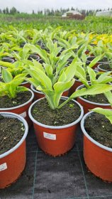 Daugiametė gėlė, melsvė, vazonėlio skersmuo 19 cm.