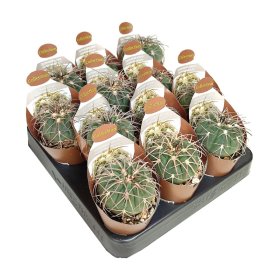 Kambarinis augalas, kaktusas "Gymnocalycium", vazonėlio skersmuo 7 cm.
