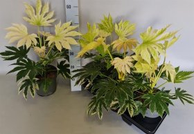 Kambarinis augalas, japoninė fatsija, vazonėlio skersmuo 19 cm.