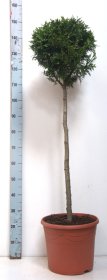 Spygliuotis, tuja vakarinė "Brabant", ant stiebo, aukštis 90 cm., vazonas 12 l.