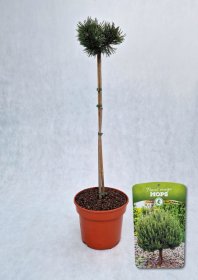 Spygliuotis, pušis kalninė "Mops", vazonas 5 l.