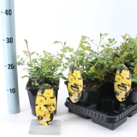 Daugiametė gėlė, rožė "Dolly Dot", vazonėlio skersmuo 14 cm.