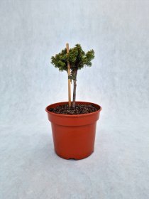 Spygliuotis, kėnis korėjinis "Doni-Tajuso", vazonas 3 l.