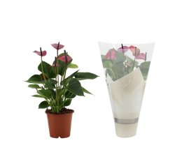 Kambarinis augalas, anturis "Baby Purple", vazonėlio skersmuo 12 cm.