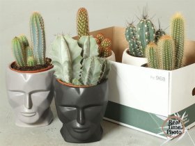 Kambarinis augalas, kompozicija "Kaktusas", vazonėlio skersmuo 15 cm.